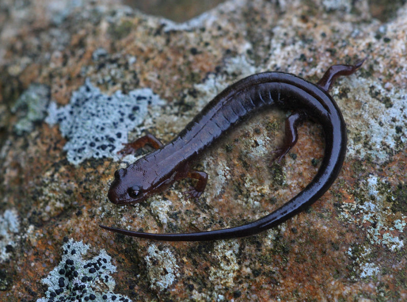 Northern Dusky Salamander