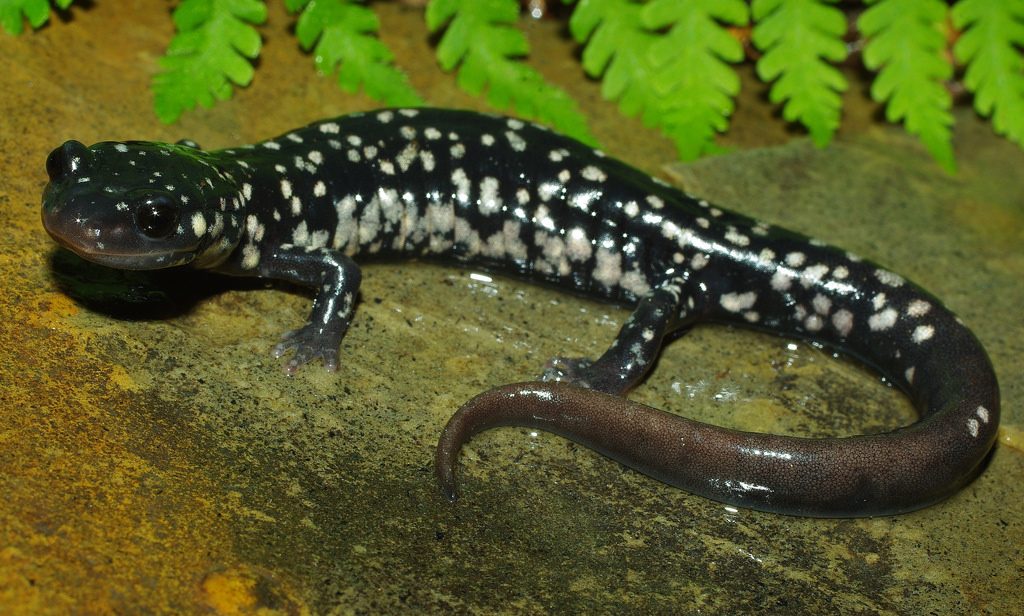 Northern Slimy Salamander