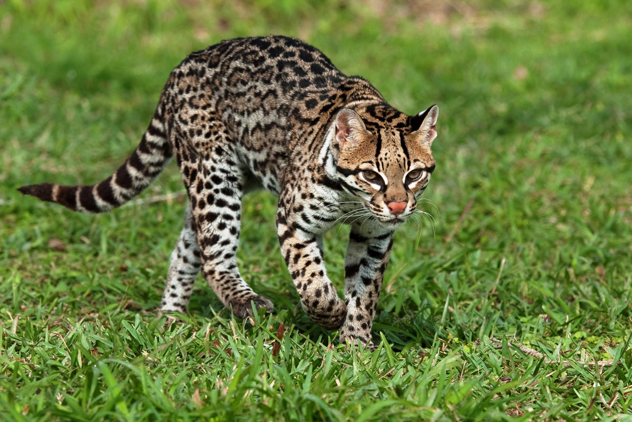 Ocelot Full Grown