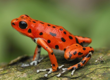 Featured image of post Strawberry Poison Dart Frog Facts Unlike most frogs these are active during the day