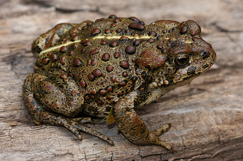 Western Toad