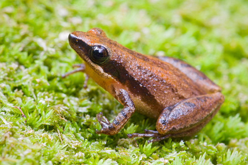 Little Grass Frog - Natural History on the Net