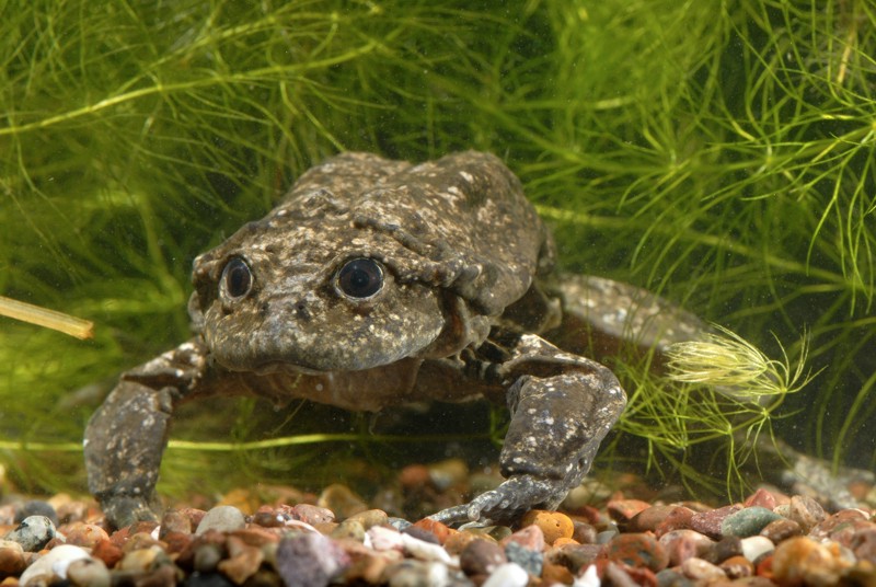 Titicaca Water Frog
