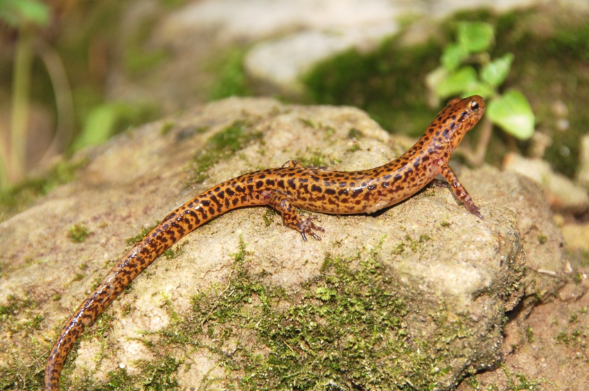 Long Tailed Salamander