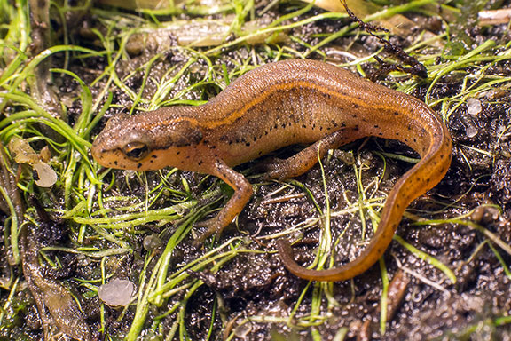 Striped Newt - Natural History on the Net