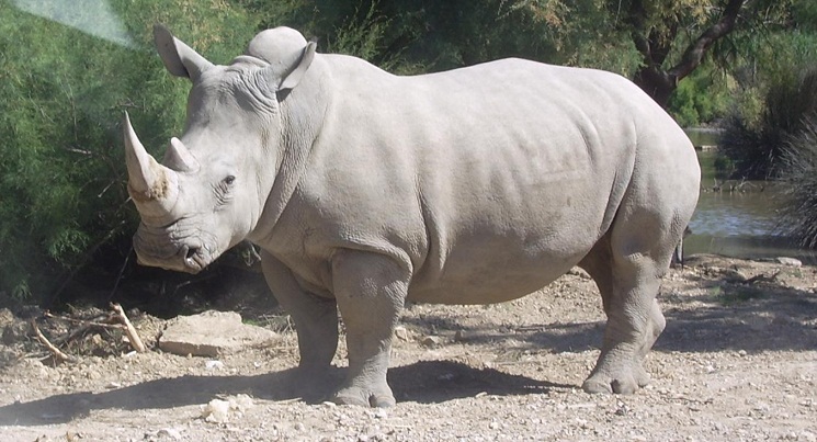 white rhinoceros conservation status