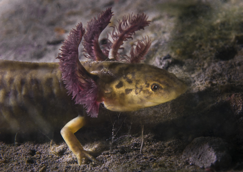 baby tiger salamander