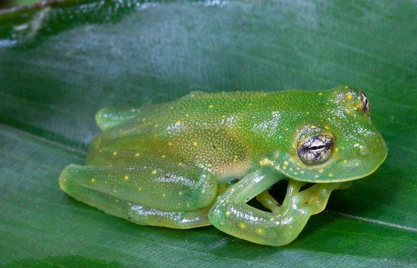 Granular Glass Frog - Natural History on the Net