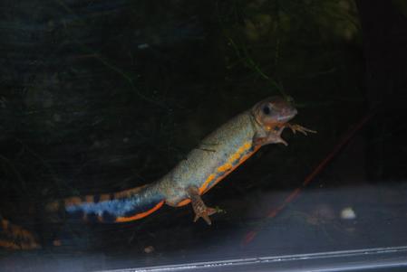 Blue-Tailed Fire Belly Newt