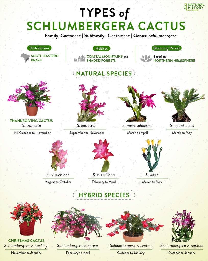 Schlumbergera Cactus